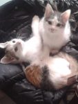 2 gratis kittens