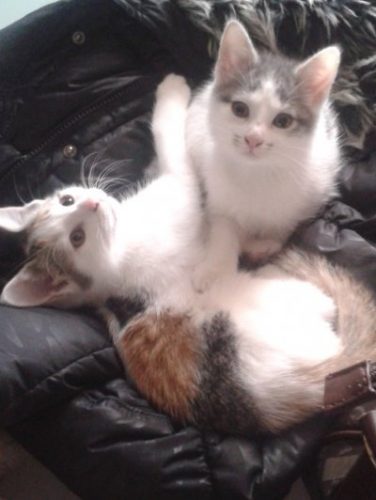 2 gratis kittens