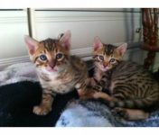 2 poezen zoeken nieuwe thuis