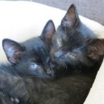 Kattenkwaad zoekt thuis