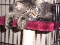 Kattenkwaad heeft thuis gevonden