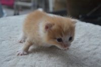 2 Poesjes te verkrijgen