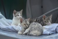 Deze poesjes vonden reeds een goede thuis.
