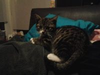 2 kittens gezocht (katertjes)