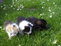gratis kittens
