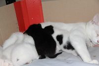 4 lieve kittens zoeken warme thuis WEG!