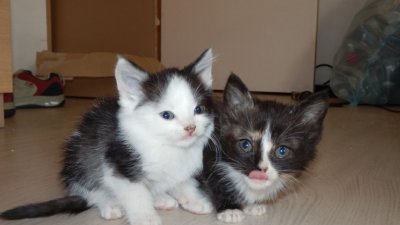 hulp Inleg Verovering Gratis Kittens (Temse)