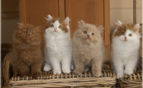 Op zoek naar een langharige kitten.