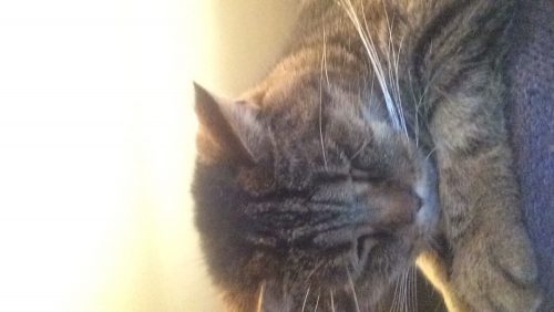 Wij zoeken een katertje