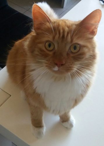 Lieve half langharige kater zoekt warme thuis