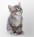 Grijs gestreepte kitten gezocht!!!