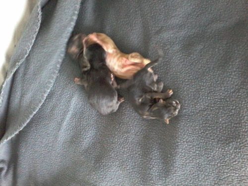 1 ros en 3 zwarte kittens