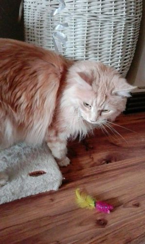 Zoeken langharige kittens