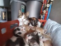 Lieve kittens regio west-vlaanderen
