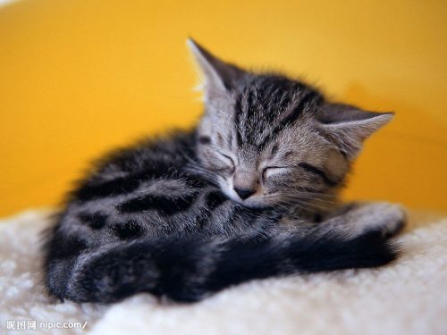 gratis kitten gezocht