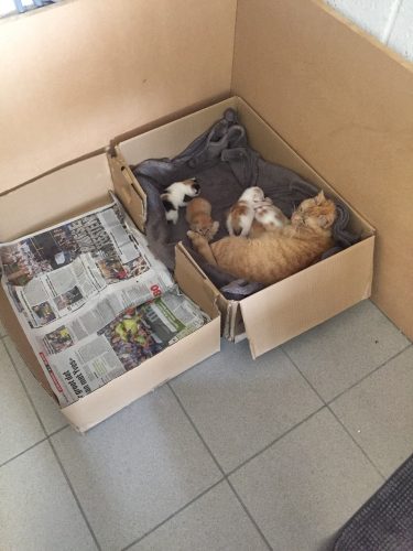 Schattige kittens te verkrijgen