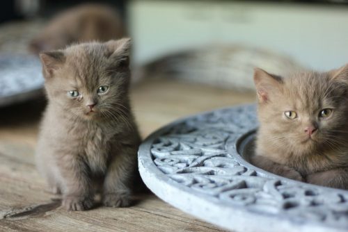 Op zoek naar een (langharige) kitten (bij voorkeur vrouwtje en regio Roeselare)