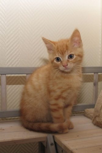 Gezocht ros katertje/kattin