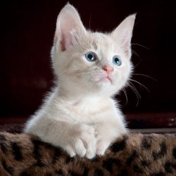 kitty-cat-kitten-pet-45201