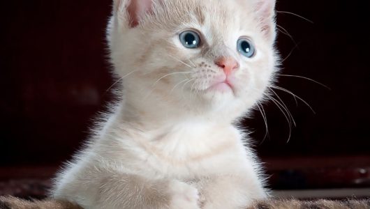 kitty-cat-kitten-pet-45201