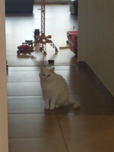 Witte kater van 3 jaar