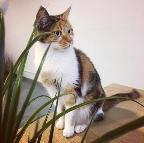 GEZOCHT: kitten om lieve kat gezelschap te houden.