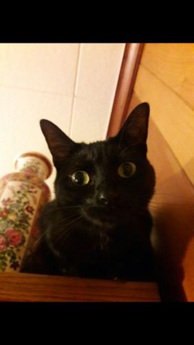 Kleine zwarte kattin op zoek naar een nieuwe thuis