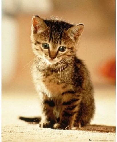 Op zoek naar kittens