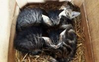Lief nestje kittens