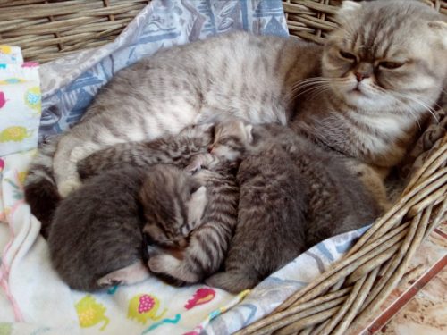 nieuwe jonge kittens beschikbaar met speelgoed voor liefhebbers van huisdieren