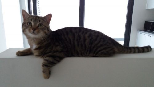 gratis kat (gesteriliseerd + geïdentificeerd met chip)