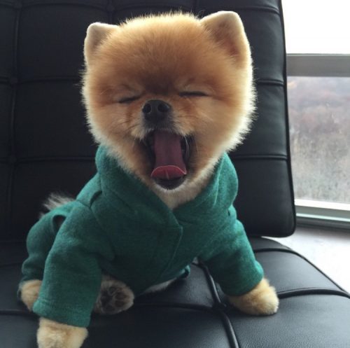 Ik ben op zoek naar een kitten (omg. Antwerpen)