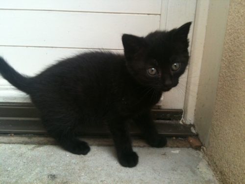 zwarte kitten gezocht