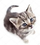 Gezocht – kitten