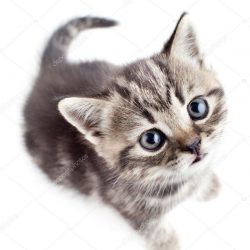 depositphotos_10416500-stockafbeelding-kleine-baby-kitten-op-zoek