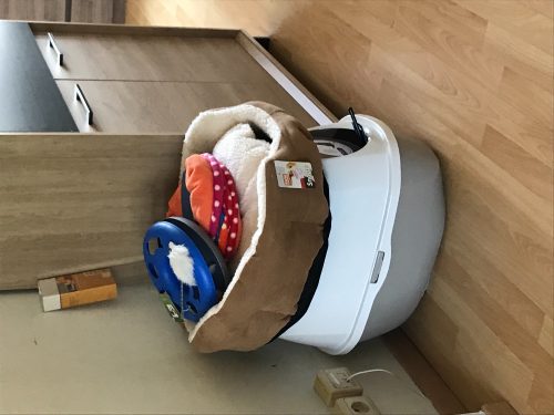 2 katinnetjes gezocht