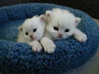 Gratis  kittens zoeken nieuwe thuis