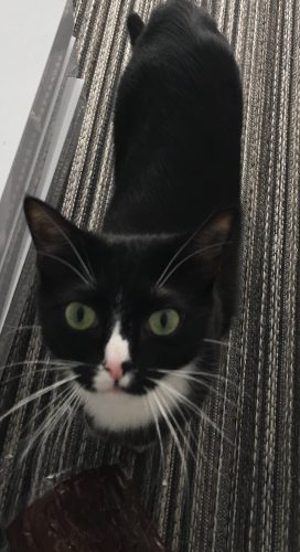 Gratis lieve Kat van 1 jaar  + kattenbak