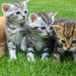 kittens-555822_1920