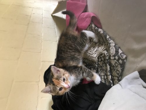 4 hele lieve zindelijke kittens mogen weg