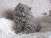 grijs of rost kitten gezocht