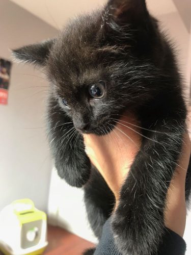 Gratis zwarte Kitten