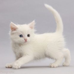 42951-White-kitten-walking-across-on-grey-background