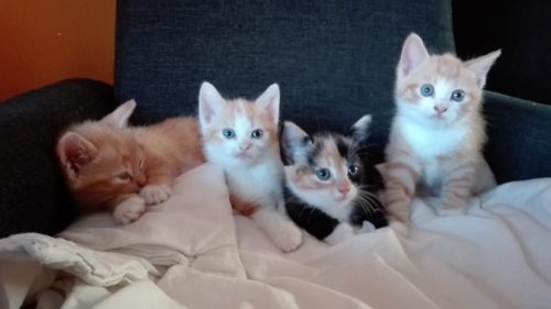 4 kittens, gezond, speels