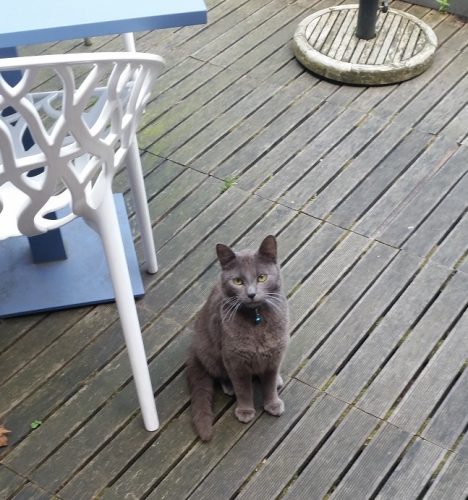 Grijze kortharige kater en kattin van 1 jaar zoeken nieuwe thuis