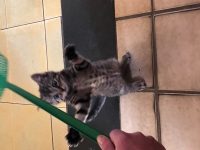 Kitten gezocht