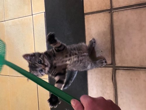 Kitten gezocht