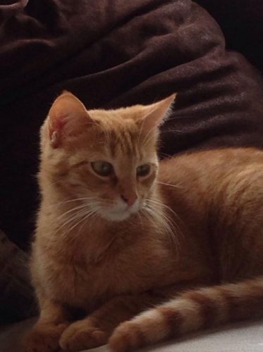 Ik zoek huiselijk opgevoed poesje Katrin in w-vl