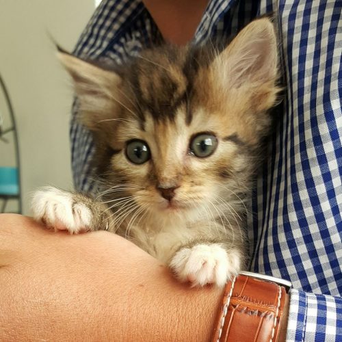 vrouwelijke kitten gezocht