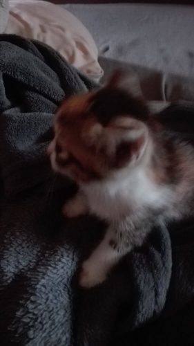 Gratis mooie bontgekleurde katjes,gratis